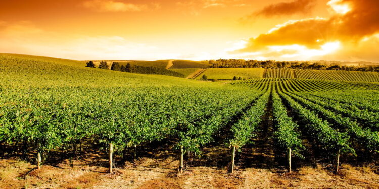 O destino brasileiro que vai conquistar os amantes de vinho