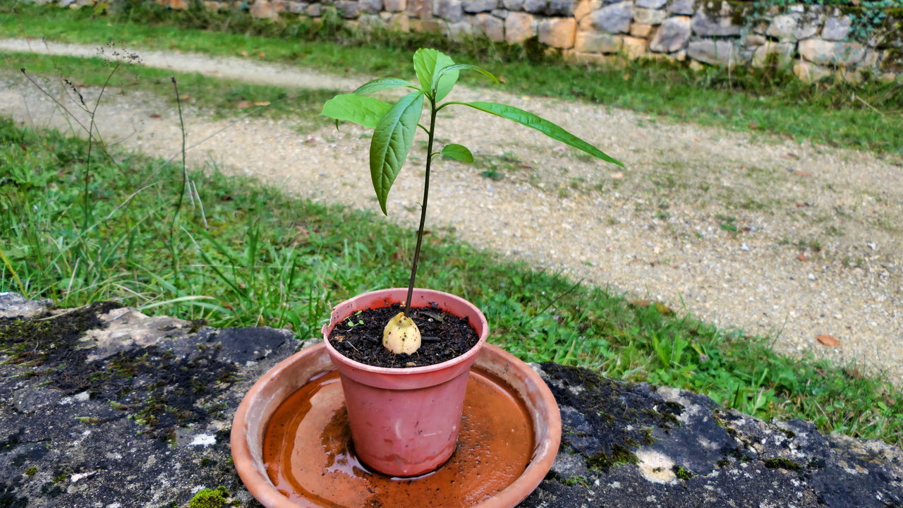 Como plantar abacate em vaso de forma simples e eficaz
