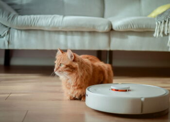 Aspirador robô e gato juntos - Créditos: depositphotos.com / Sharomka