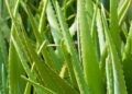 Como cultivar babosa em casa do jeito certo