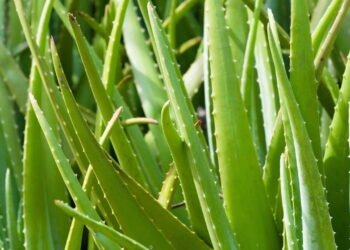 Como cultivar babosa em casa do jeito certo