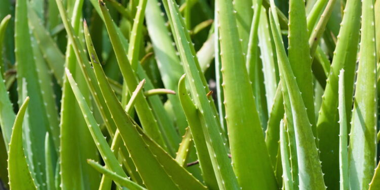 Como cultivar babosa em casa do jeito certo