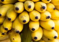 O melhor guia para plantar bananeiras em casa