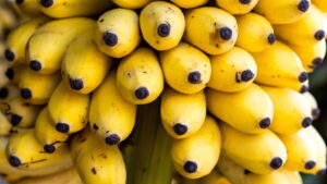O melhor guia para plantar bananeiras em casa