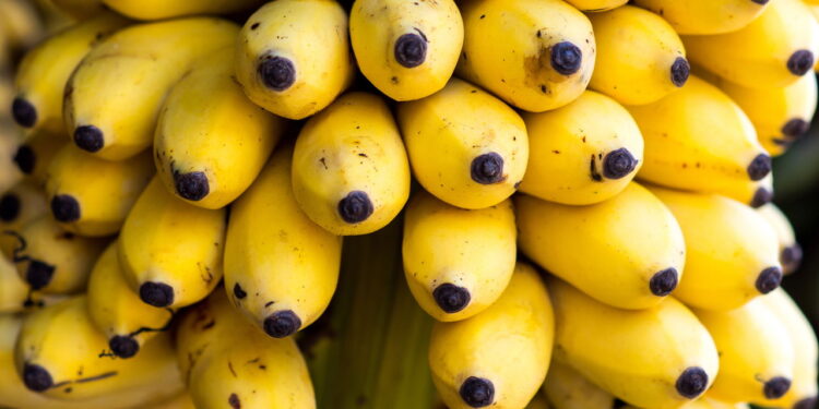 O melhor guia para plantar bananeiras em casa