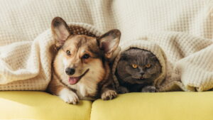 Cães e Gatos: A evolução secreta que você nunca imaginou