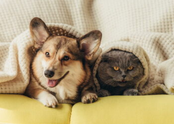 Cães e Gatos: A evolução secreta que você nunca imaginou