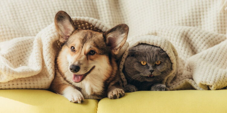Cães e Gatos: A evolução secreta que você nunca imaginou