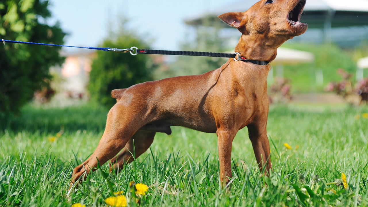 Seu cachorro está tentando te dizer algo e você não percebe