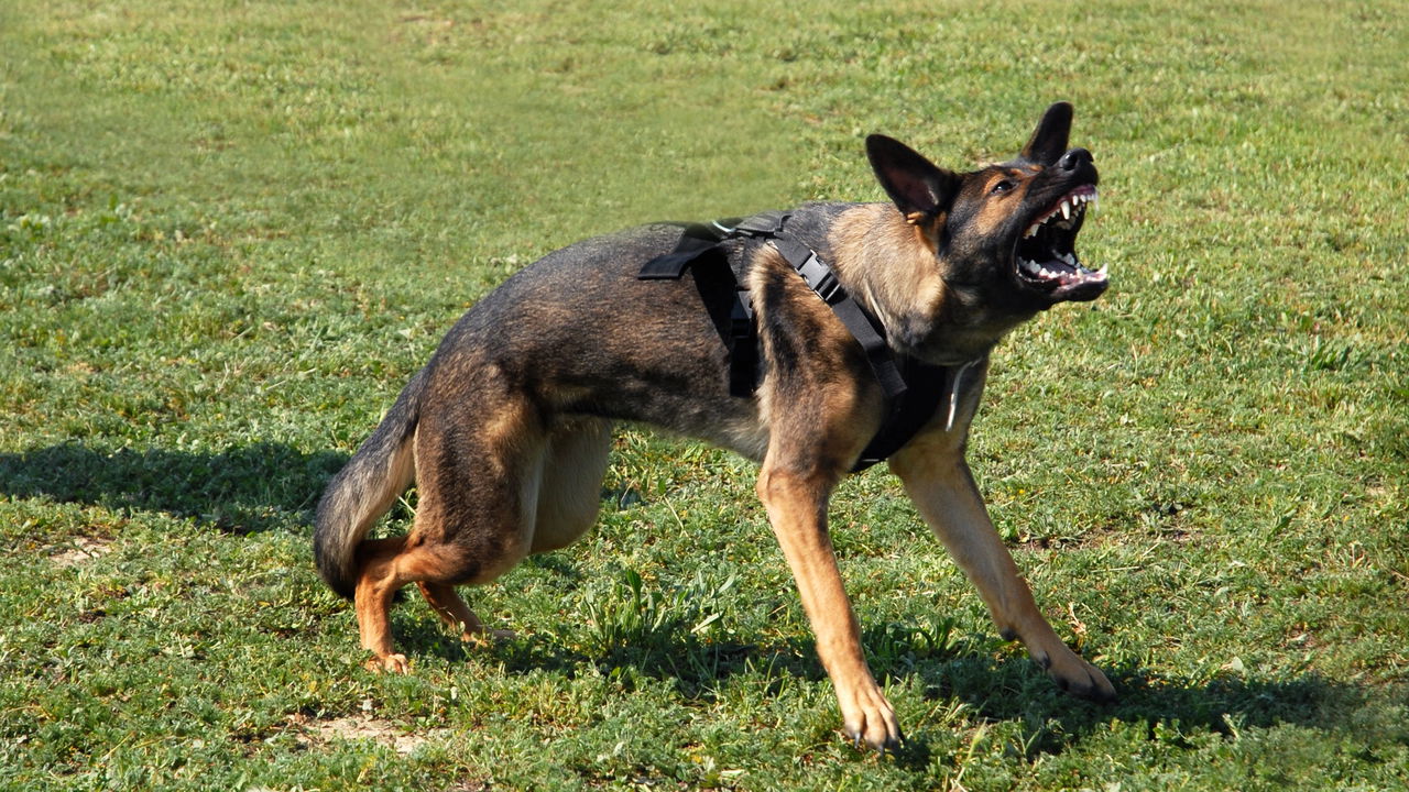 Seu cachorro está tentando te dizer algo e você não percebe