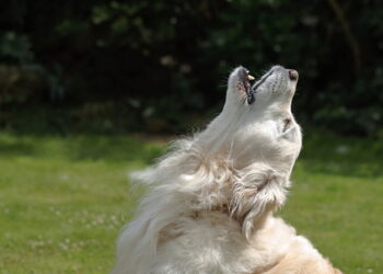 Seu cachorro está tentando te dizer algo e você não percebe