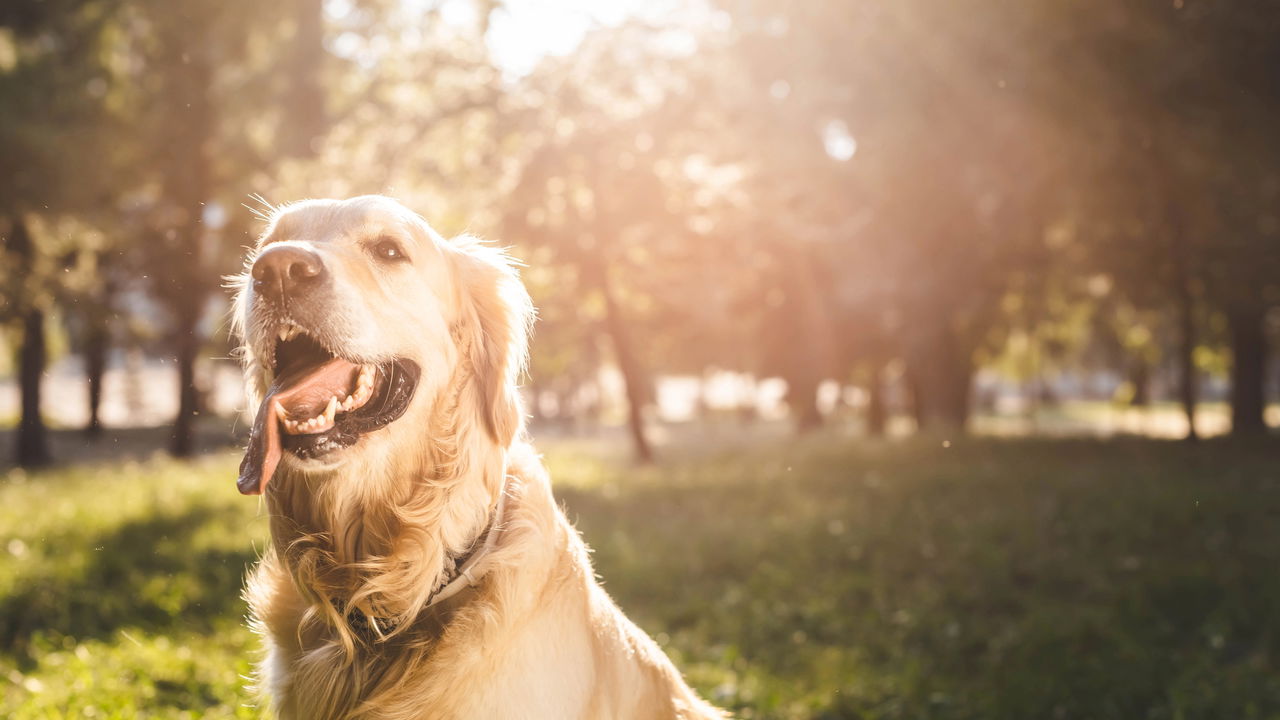 Você Sabia que o Chocolate Pode Ser Fatal para Seu Cão? Veja Porquê