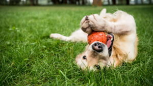 Você Sabia que o Chocolate Pode Ser Fatal para Seu Cão? Veja Porquê