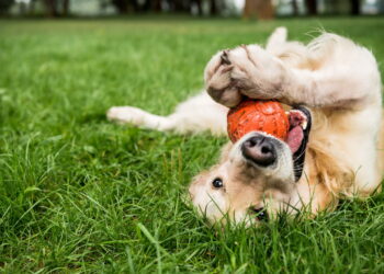 Você Sabia que o Chocolate Pode Ser Fatal para Seu Cão? Veja Porquê