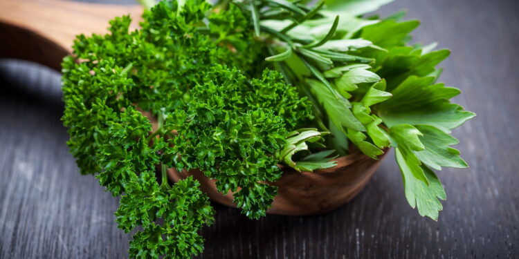 Como plantar cheiro-verde em casa com eficiência