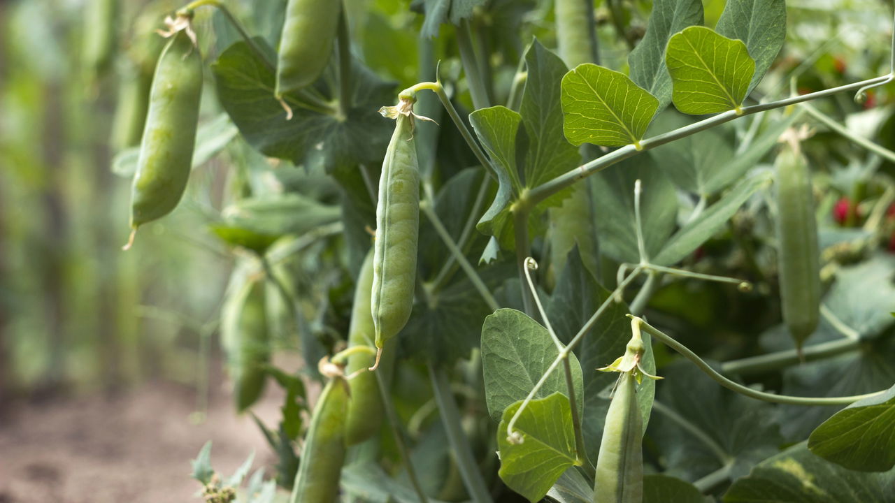 Passo a passo para cultivar vagem em casa com praticidade
