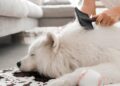 como tosar cachorro em casa