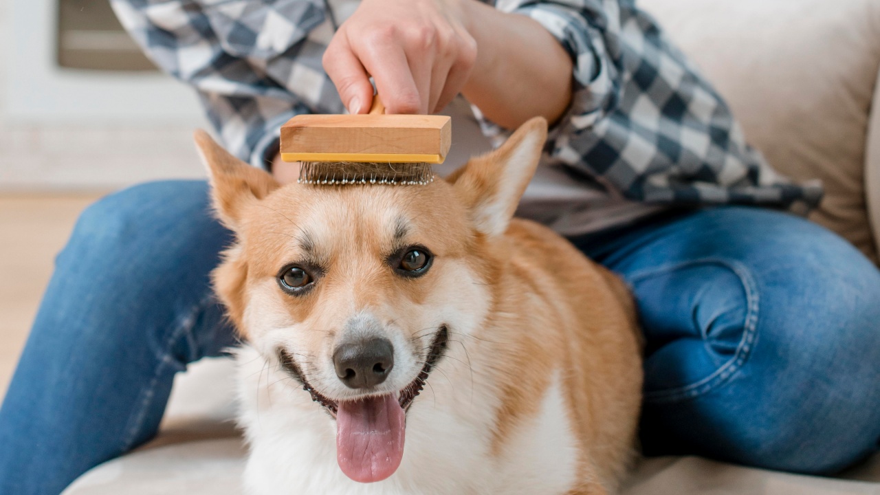 como tosar cachorro em casa
