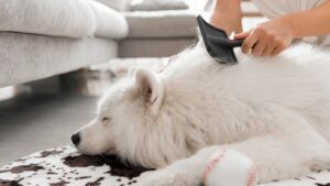 como tosar cachorro em casa