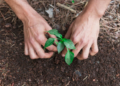 Plantas no outono. Imagem: FreePik
