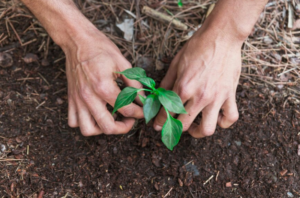Plantas no outono. Imagem: FreePik