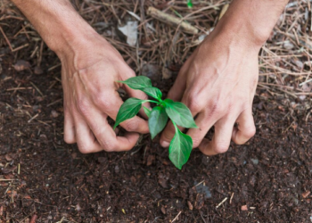Plantas no outono. Imagem: FreePik