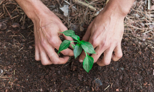 Plantas no outono. Imagem: FreePik
