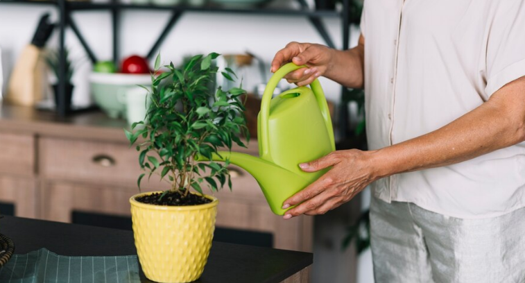 Plantas no outono. Imagem: FreePik