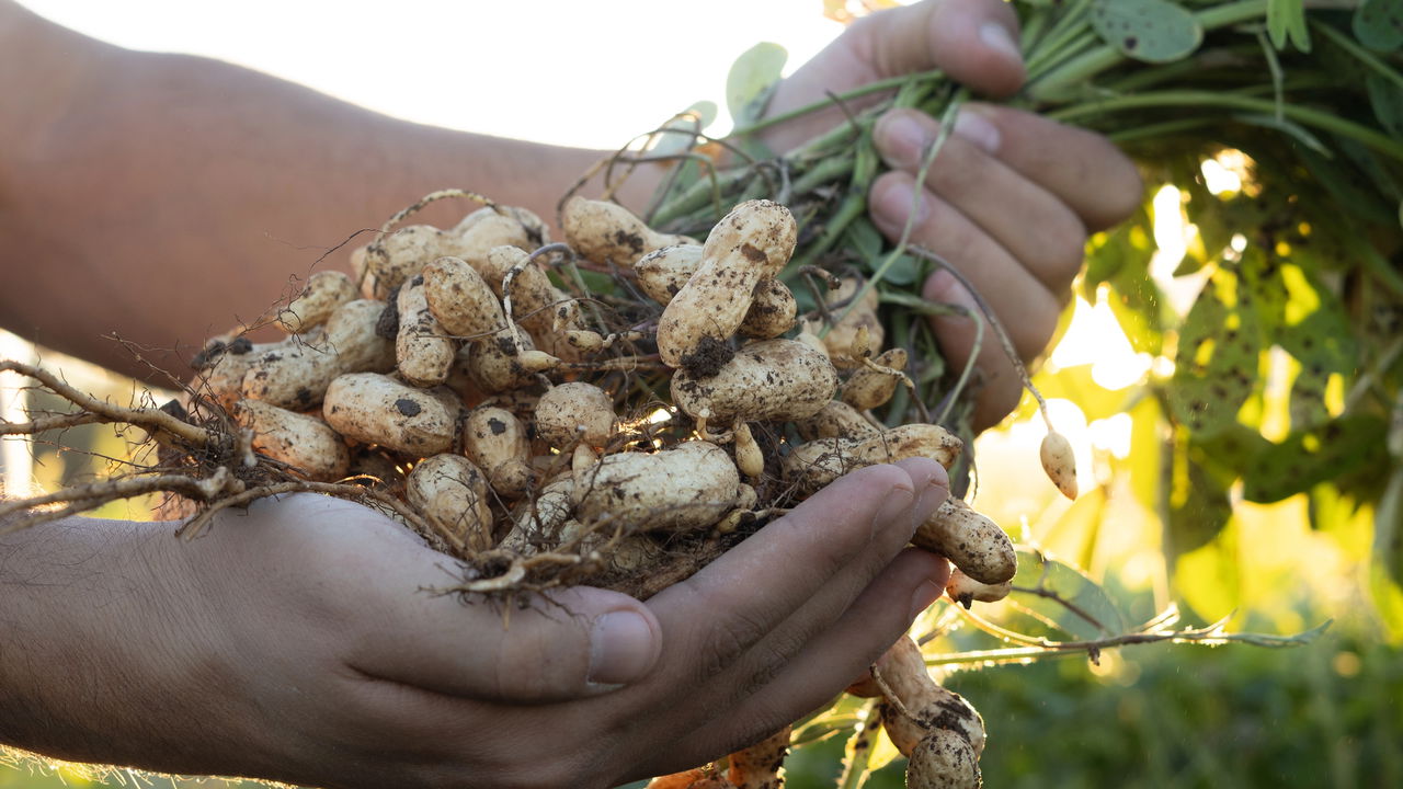 Tudo sobre o ciclo do amendoim e como cultivar melhor