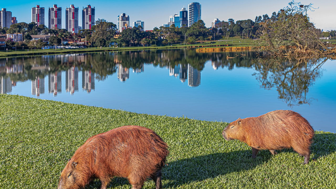 Porque morar em Curitiba pode ser a melhor decisão da sua vida