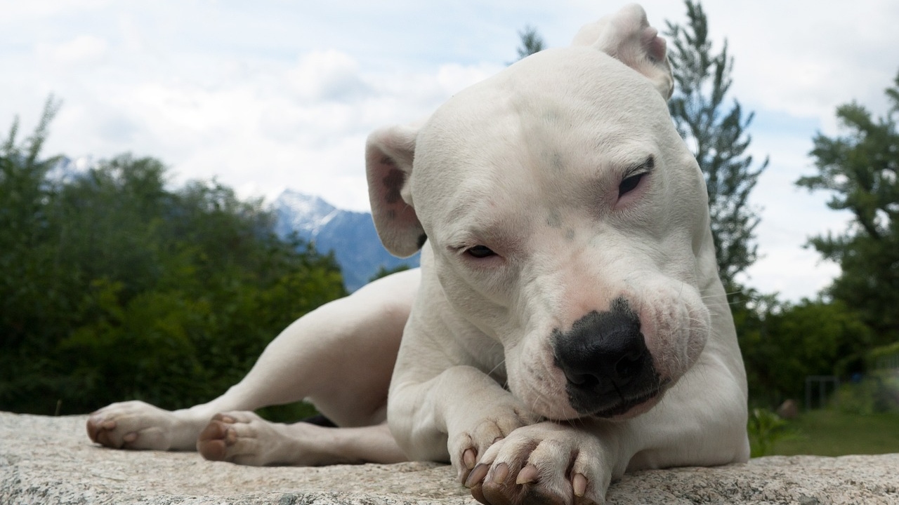 dogo argentino