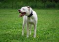 dogo argentino