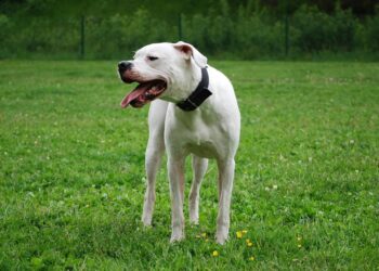 dogo argentino