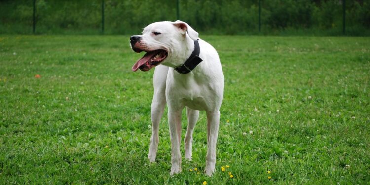 dogo argentino