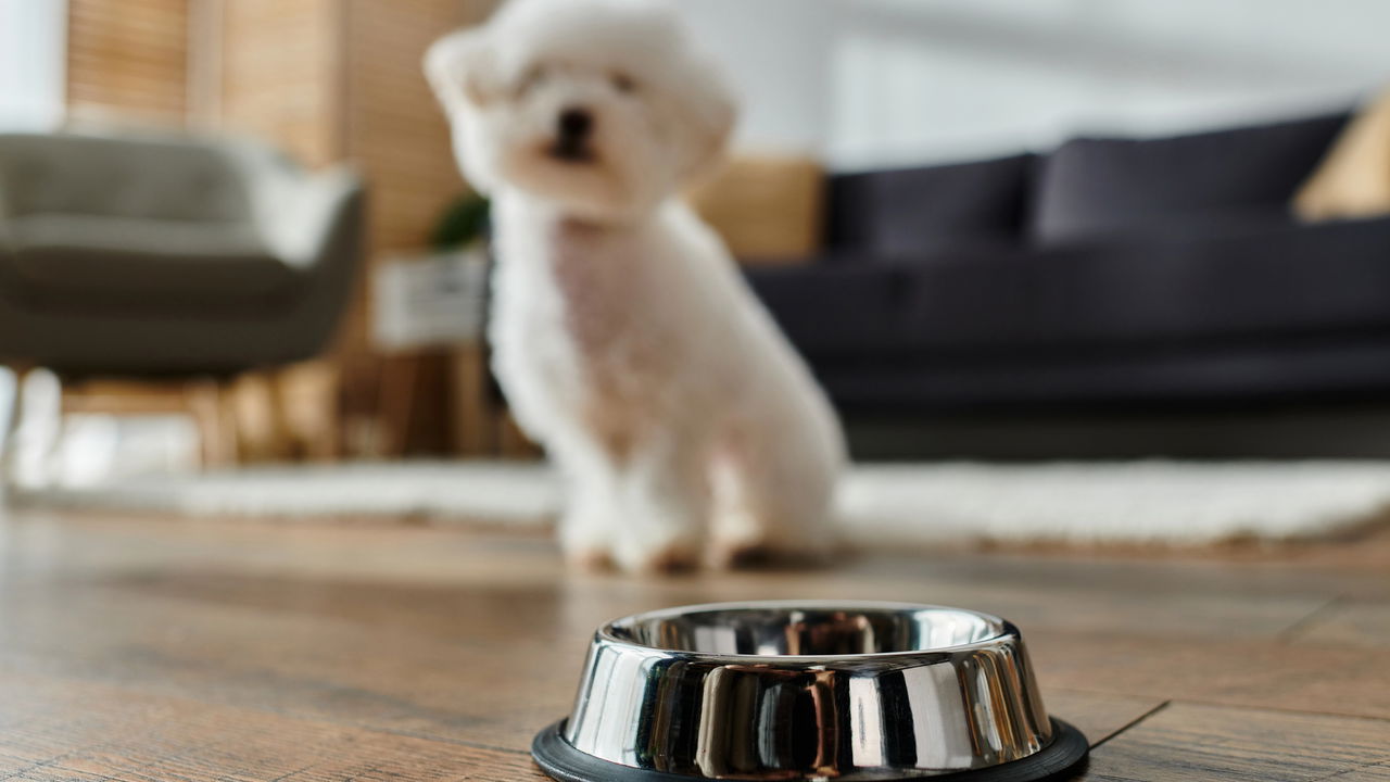 Cães e Gatos: A evolução secreta que você nunca imaginou