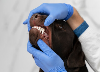 Entenda a importância de escovar os dentes do seu cachorro. Imagem: FreePik