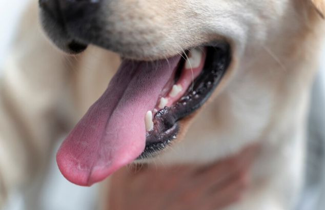 Entenda a importância de escovar os dentes do seu cachorro. Imagem: FreePik