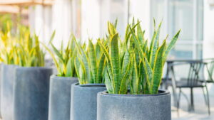 O que a NASA descobriu sobre plantas que vai mudar sua casa