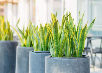 As plantas que ajudam a dormir melhor estão mais perto do que você imagina