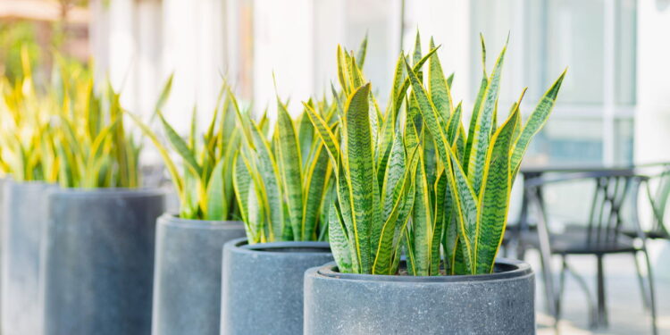As plantas que ajudam a dormir melhor estão mais perto do que você imagina
