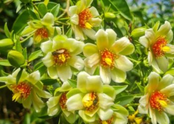 Flor de ora-pro-nobis - Créditos: Imagem Divulgação Instagram/@neiderigo e @casinha.neiderigo