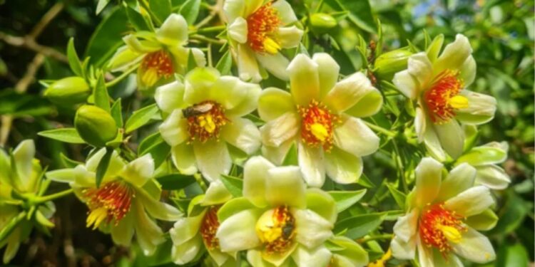 Flor de ora-pro-nobis - Créditos: Imagem Divulgação Instagram/@neiderigo e @casinha.neiderigo