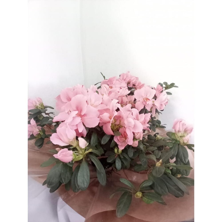 Dia das Mães
