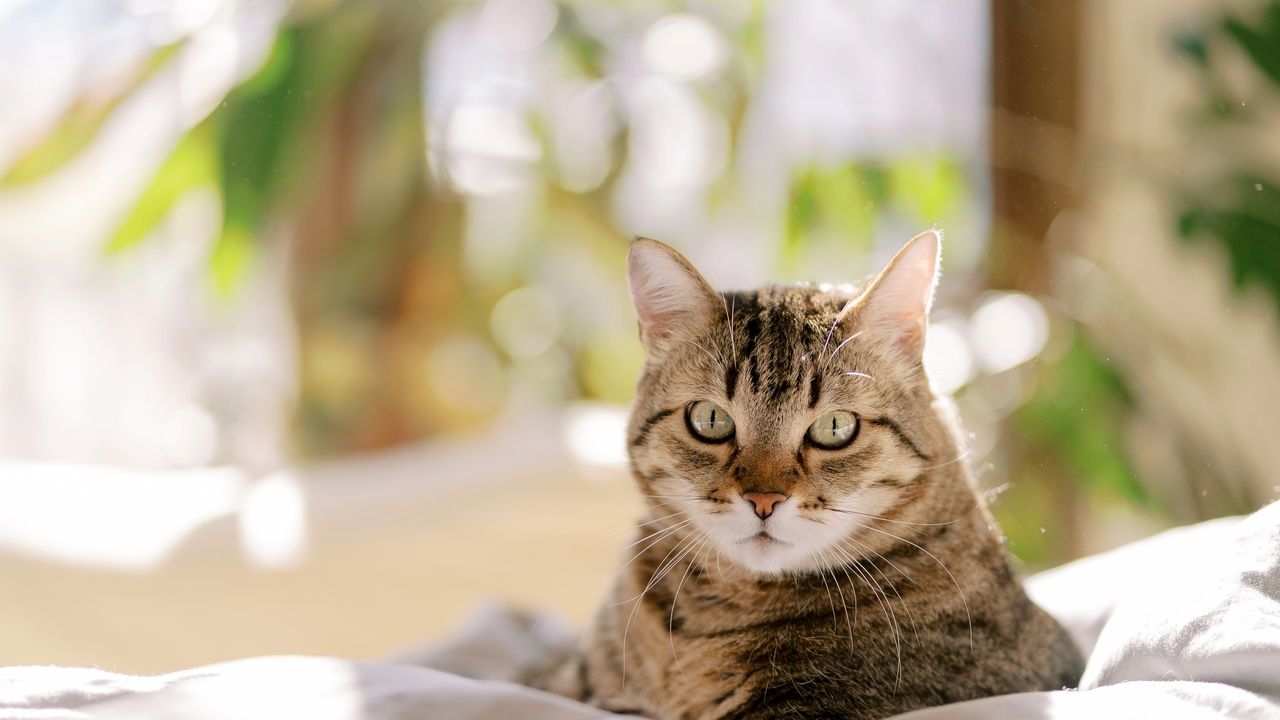 Curiosidade sobre gato que todo dono precisa conhecer