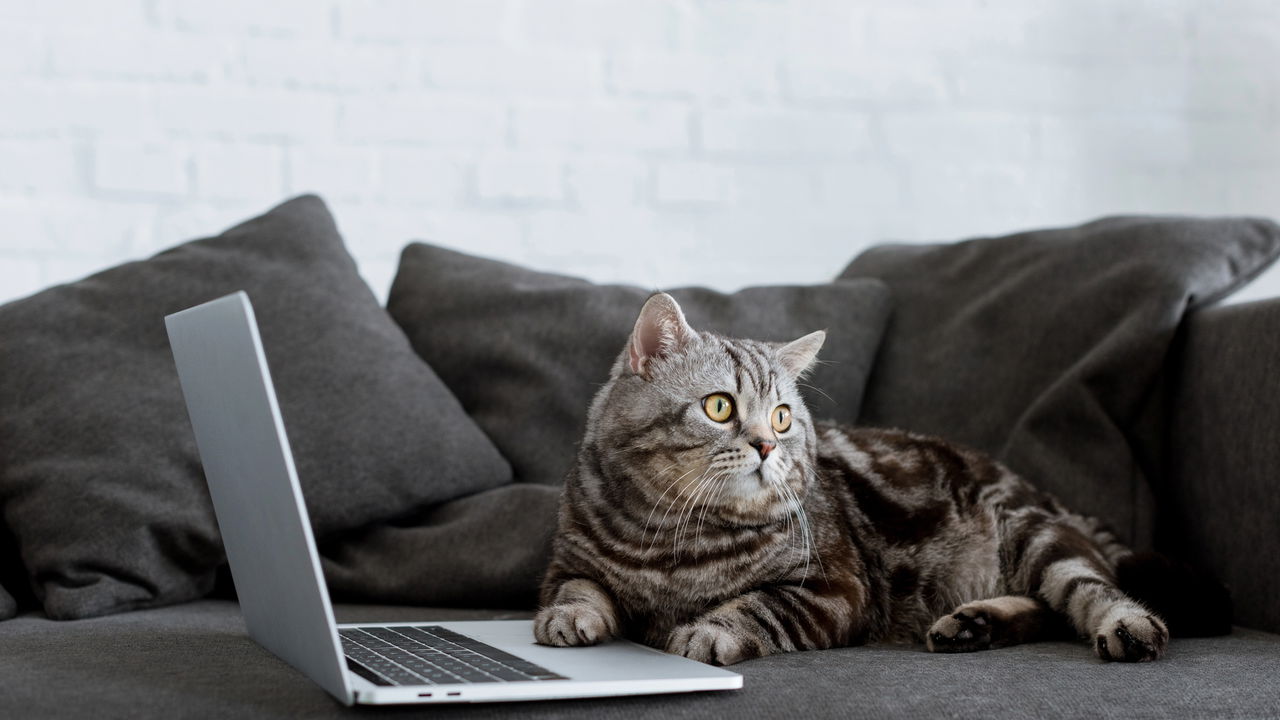 Curiosidade sobre gato que todo dono precisa conhecer