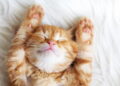 Curiosidade sobre gato que todo dono precisa conhecer