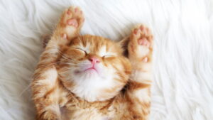 Curiosidade sobre gato que todo dono precisa conhecer