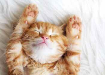 Curiosidade sobre gato que todo dono precisa conhecer