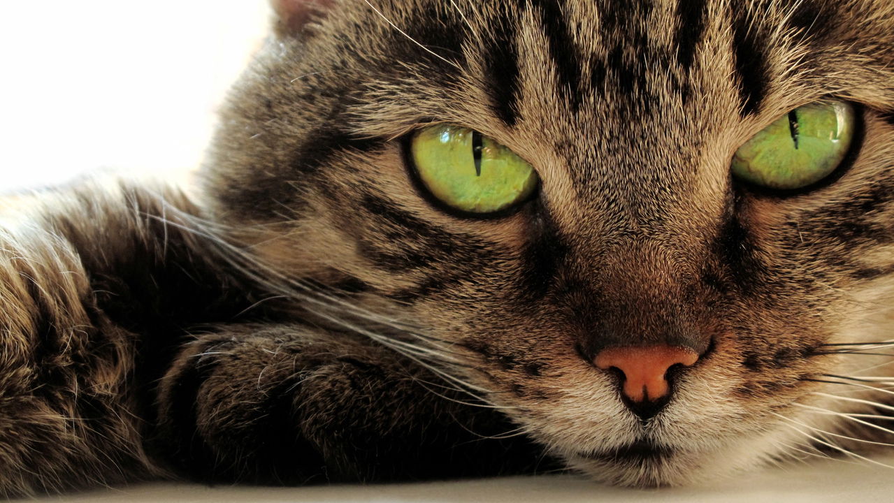 O que o ronronar dos gatos está tentando dizer sem você perceber