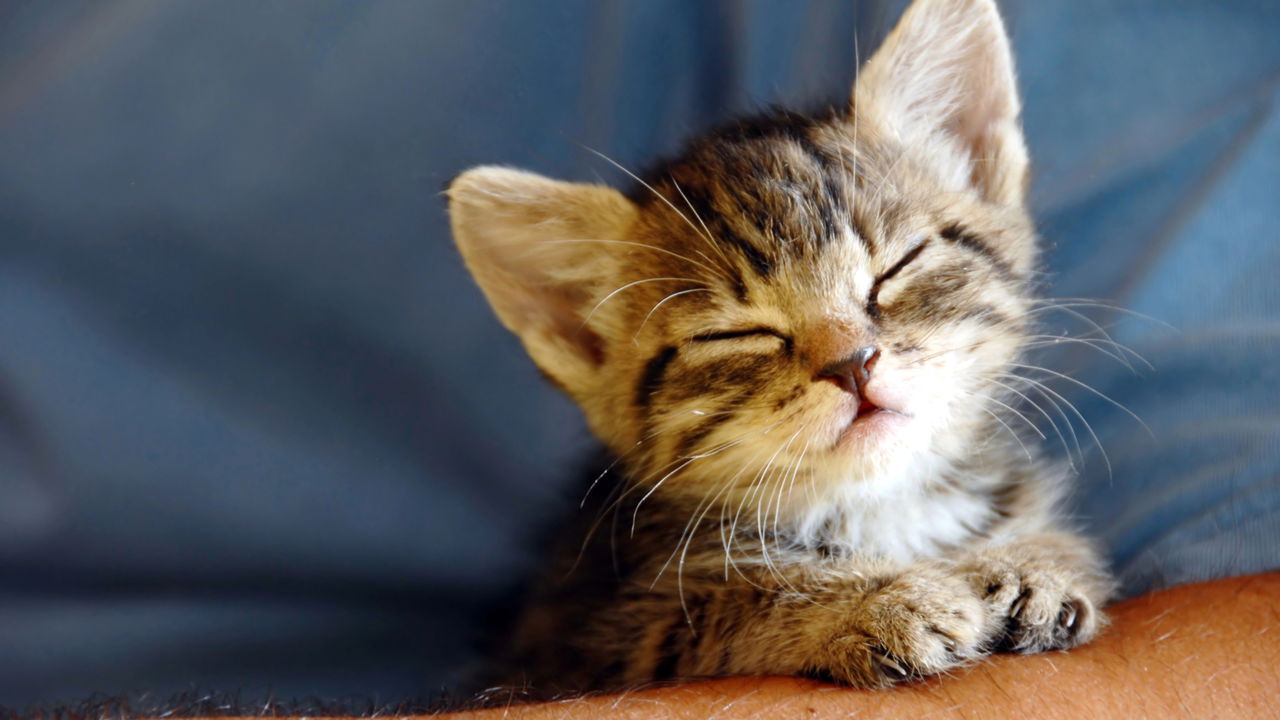 O que o ronronar dos gatos está tentando dizer sem você perceber